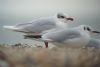 Mediterranean Gull