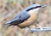 Nuthatch