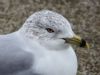 Ring-billed Gull