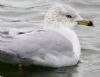 Ring-billed Gull