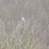 Great Grey Shrike