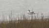 Avocet