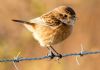 Stonechat