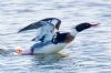 Red-breasted Merganser