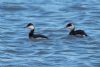 Slavonian Grebe