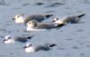 Ring-billed Gull