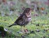 Song Thrush