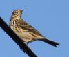 Meadow Pipit