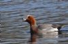 Wigeon