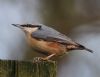 Nuthatch