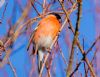 Bullfinch