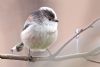 Long-tailed Tit