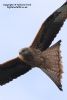 Red Kite