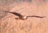 Marsh Harrier