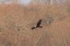 Marsh Harrier