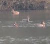 Ferruginous Duck