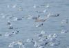 Iceland Gull