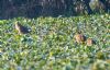 Grey Partridge