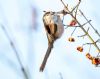 Long-tailed Tit