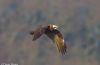 Marsh Harrier