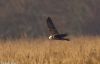 Marsh Harrier