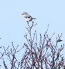 Great Grey Shrike