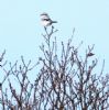 Great Grey Shrike