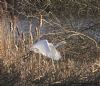 Great White Egret