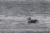 Long-tailed Duck