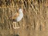 Water Rail