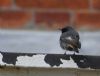 Black Redstart