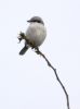 Great Grey Shrike