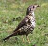 Mistle Thrush