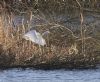 Great White Egret