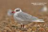 Mediterranean Gull