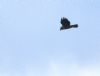 Marsh Harrier