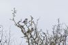 Great Grey Shrike