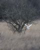 Barn Owl