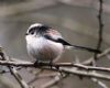 Long-tailed Tit