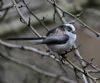 Long-tailed Tit