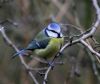 Blue Tit