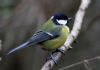 Great Tit