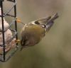 Goldcrest