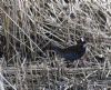 Water Rail