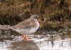 Redshank