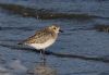 Grey Plover