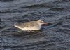 Spotted Redshank