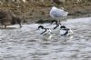 Avocet