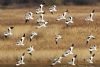 Avocet