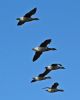 Light-bellied Brent Goose